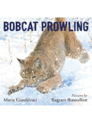 Bobcat Prowling