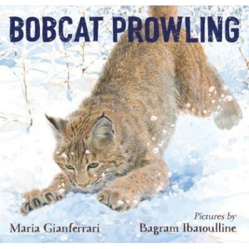 Bobcat Prowling