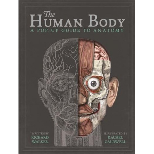 The Human Body A Pop-Up Guide to Anatomy