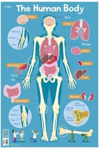 Human Body - Collins Children's Poster