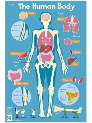 Human Body - Collins Children's Poster