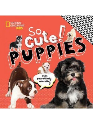 Puppies - So Cute!