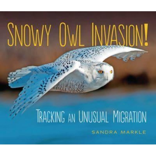 Snowy Owl Invasion! Tracking an Unusual Migration - Sandra Markle's Science Discoveries