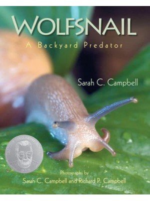 Wolfsnail A Backyard Predator