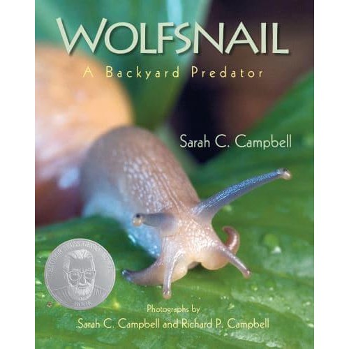 Wolfsnail A Backyard Predator