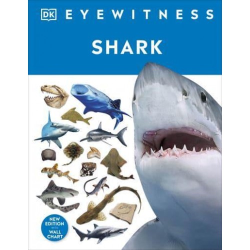 Shark - Eyewitness
