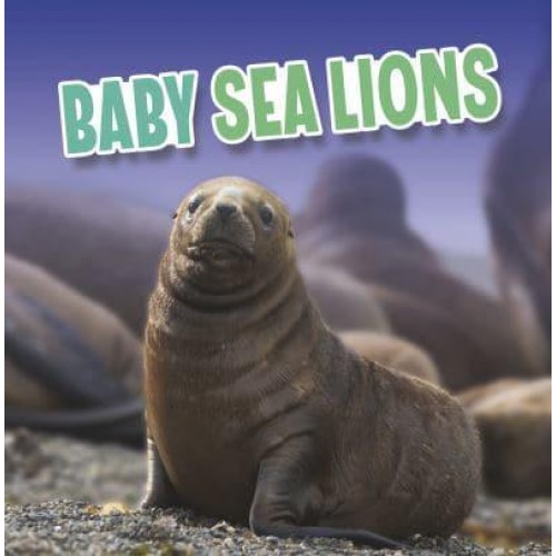 Baby Sea Lions - Baby Animals