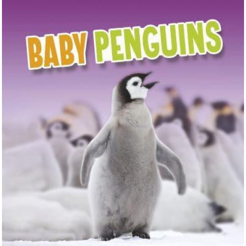 Baby Penguins - Baby Animals