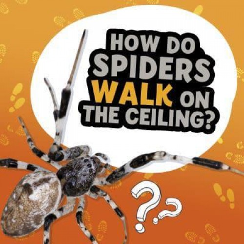 How Do Spiders Walk on the Ceiling? - Amazing Animal Q&As