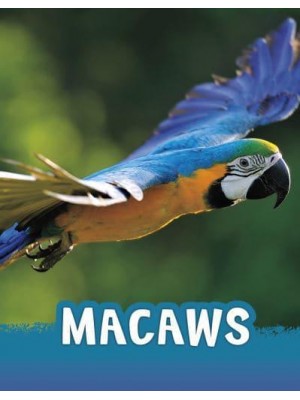 Macaws - Pebble Explore