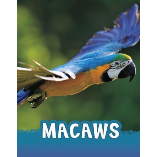 Macaws - Pebble Explore