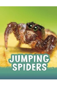 Jumping Spiders - Pebble Explore