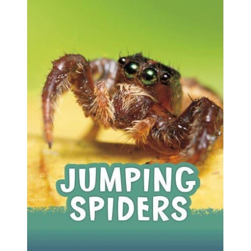 Jumping Spiders - Pebble Explore