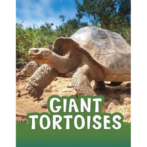 Giant Tortoises - Pebble Explore