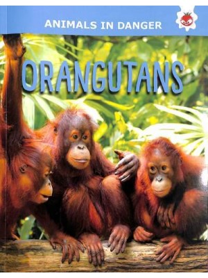 Orangutans - Animals in Danger