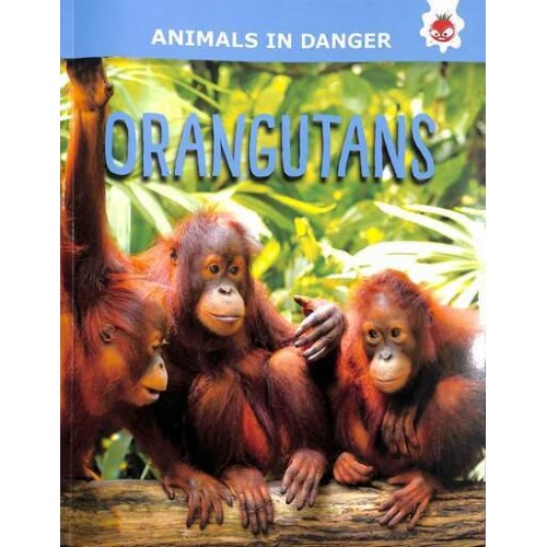 Orangutans - Animals in Danger