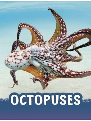 Octopuses - Pebble Explore