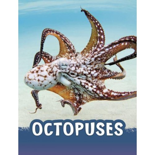 Octopuses - Pebble Explore