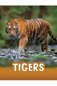Tigers - Pebble Explore