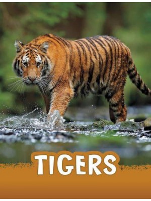 Tigers - Pebble Explore