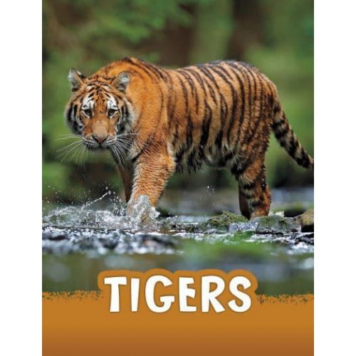 Tigers - Pebble Explore