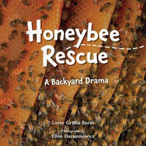 Honeybee Rescue A Backyard Drama