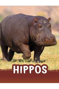 Hippos - Pebble Emerge