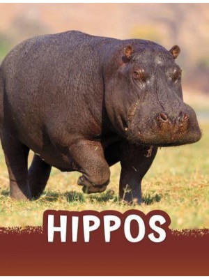 Hippos - Pebble Emerge
