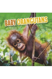 Baby Orangutans - Baby Animals