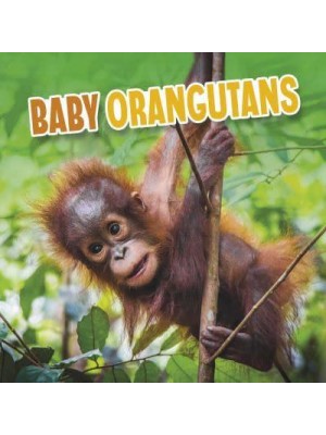 Baby Orangutans - Baby Animals