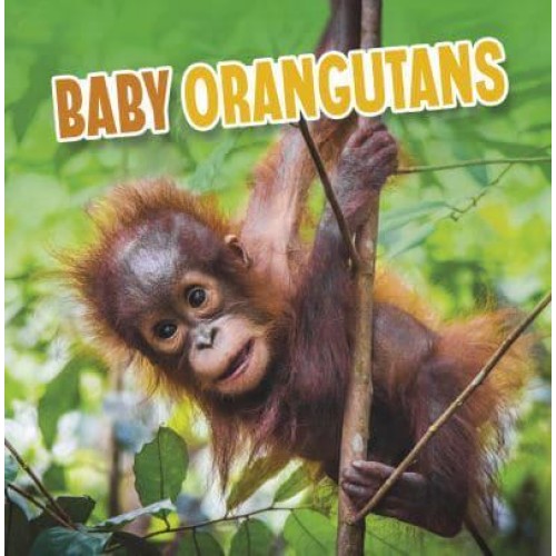 Baby Orangutans - Baby Animals