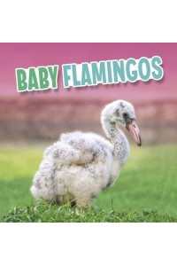 Baby Flamingos - Baby Animals