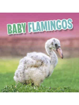 Baby Flamingos - Baby Animals