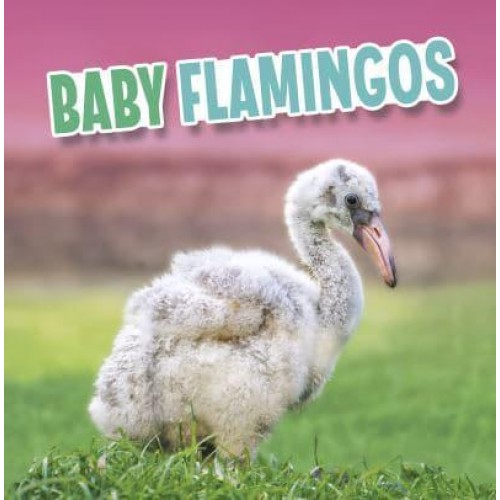 Baby Flamingos - Baby Animals