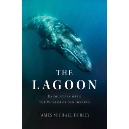 The Lagoon Encounters With the Whales of San Ignacio