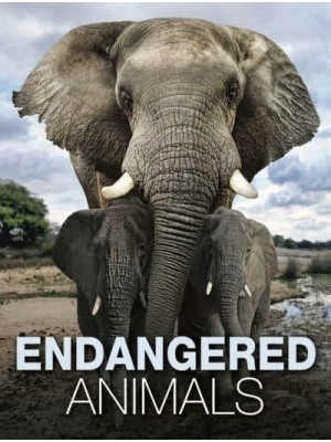 Endangered Animals - Animals