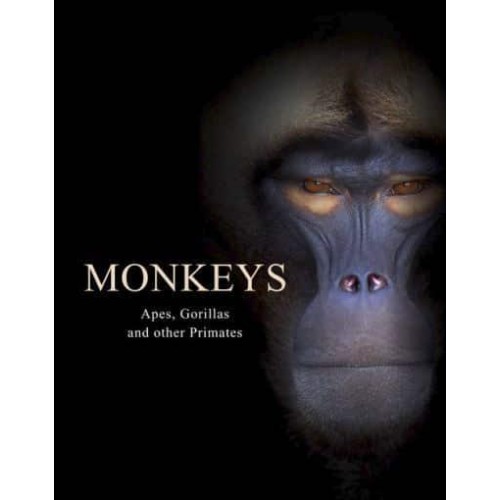 Monkeys Apes, Gorillas and Other Primates - Animals