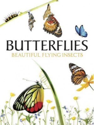 Butterflies Beautiful Flying Insects - Animals