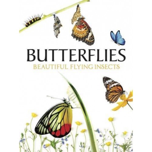 Butterflies Beautiful Flying Insects - Animals