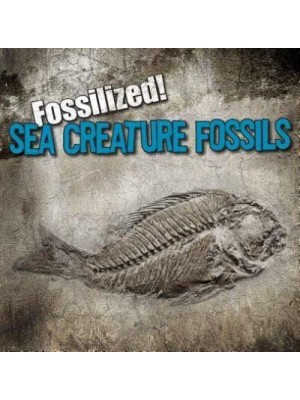 Sea Creature Fossils - Fossilized!