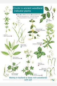 Guide to Ancient Woodland Indicator Plants