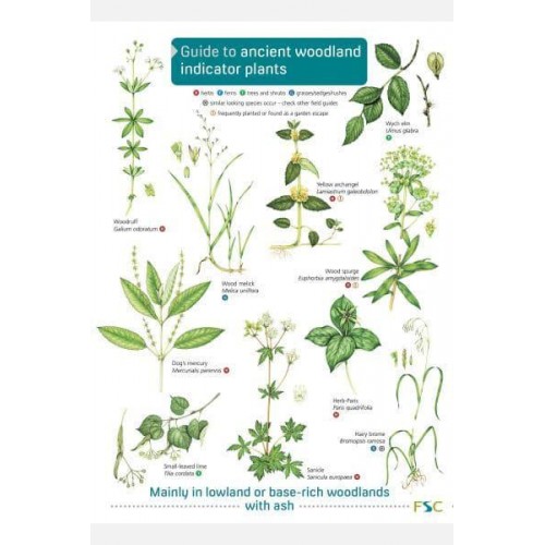 Guide to Ancient Woodland Indicator Plants