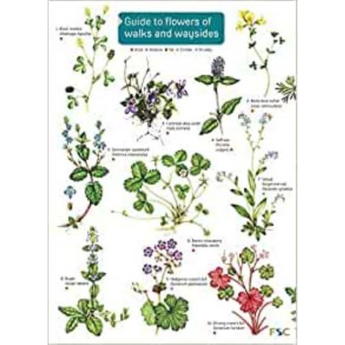 Guide to Flowers of Walks and Waysides