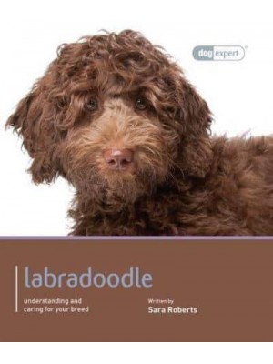 Labradoodle Understanding and Caring for Your Dog - Dog Expert