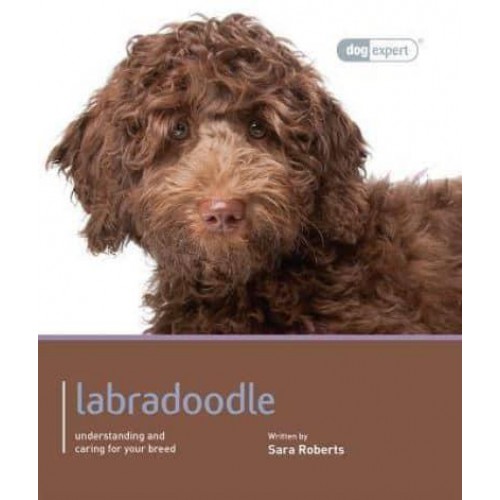 Labradoodle Understanding and Caring for Your Dog - Dog Expert