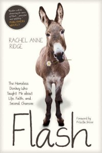 Flash The Homeless Donkey Who Taught Me About Life, Faith, and Second Chances - Flash the Donkey