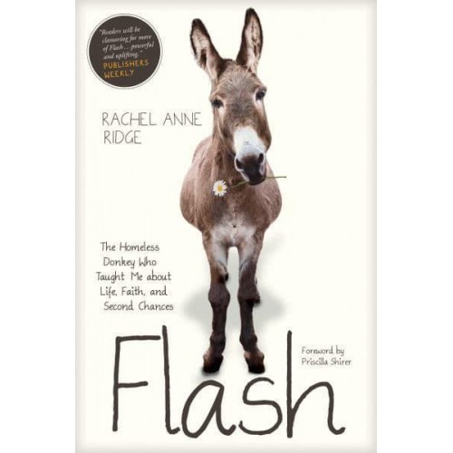 Flash The Homeless Donkey Who Taught Me About Life, Faith, and Second Chances - Flash the Donkey