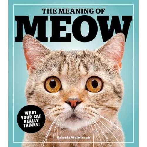 The Meaning Of Meow What Your Cat Really Thinks!