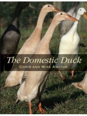 The Domestic Duck