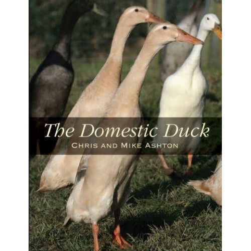 The Domestic Duck